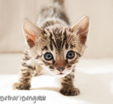 Bengal Kitten braun